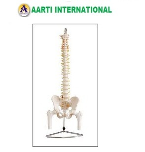 White Vertebral Column With Pelvis And Femur Heads