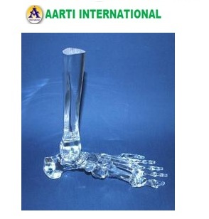Transparent Foot Model - Ceramic Material, Transparent Color | Ideal for Biology Education and Artistic Craft Projects for Ages 10-20