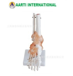 White Ligaments Foot Joint