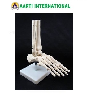 White Human Foot Joint Model