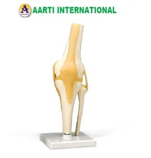 Artificial Knee Joint Model - Ceramic Material, White Color | Abrasion Resistant, Easy to Attach & Detach, Perfect Finish