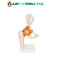 Hip Joint Model - Ceramic Material, White Color | Realistic Design, Abrasion Resistant, Ideal For Science Labs