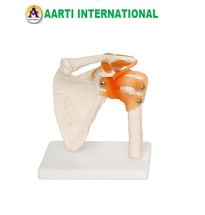 White Shoulder Joint Model