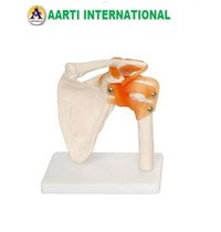 White Shoulder Joint Model