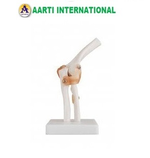 White Elbow Joint Model
