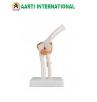 White Elbow Joint Model