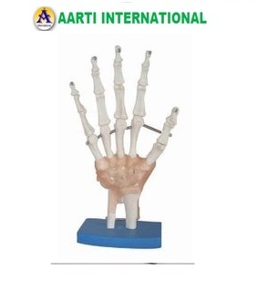 White Hand Joint With Muscles