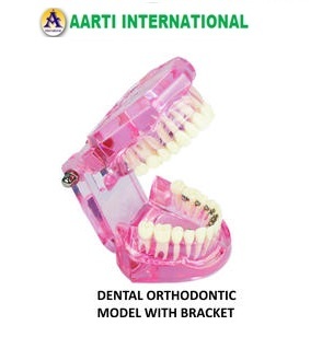 Pink And White Dental Orthodontic Model