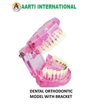 Pink And White Dental Orthodontic Model