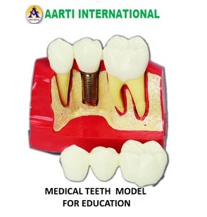Pink And White Medical Teeth Model For Education