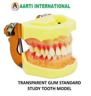 Yellow Dental Gum Standard Study Tooth Model