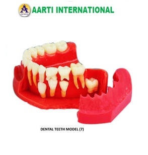 Dental Teeth Model - Ceramic and Plastic Material, Light Weight Design, Pink and White Color | Art and Craft for Science Lab Use