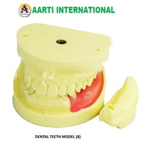 Yellow Dental Teeth Model