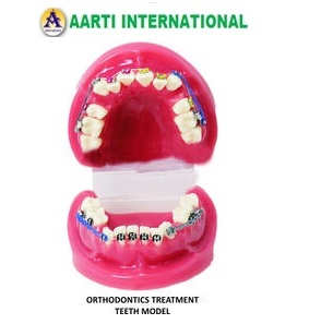 Dental Models