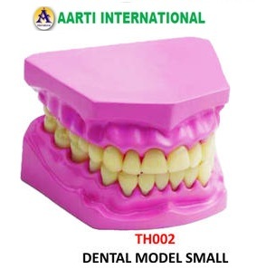 Small Dental Model - Ceramic and Plastic, Light Weight, Pink and Yellow Colors for Science Lab Art and Craft