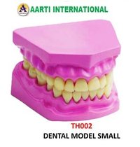 Small Dental Model - Ceramic And Plastic, Light Weight, Pink And Yellow Colors For Science Lab Art And Craft