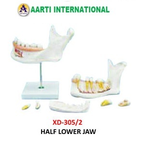 White Half Lower Jaw Model