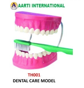 Pink And White Dental Care Model