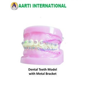 Pink And White Dental Teeth Model With Metal Bracket