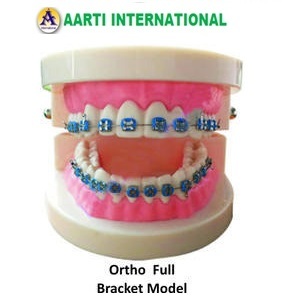 Dental Models