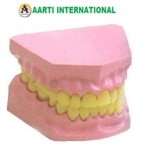 Small Dental Model - Ceramic and Plastic,  Lightweight Design, Pink and Yellow Colors for Science Lab Use