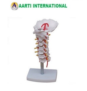 White Cervical Models