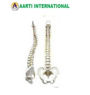 White Mini Spine Model
