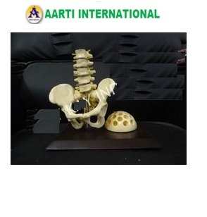 Ortho Models