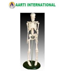 White Mini Skeleton Model
