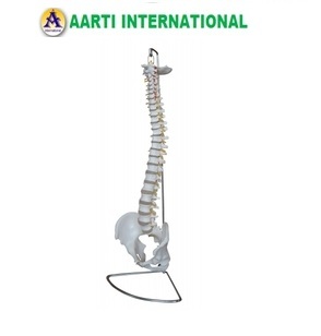 Life Size Human Spinal Column - Ceramic Model 29" Tall, White with Complete Pelvis, Sacrum, Occipital Bone, Nerve Branches, Herniated Lumbar Disc