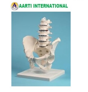 Ortho Models