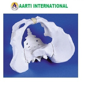 White Human Male Pelvis