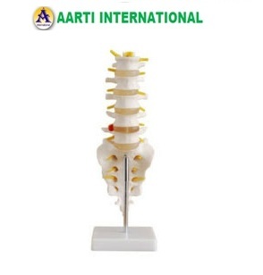White Lumbar Vertebrae With Sacrum Models