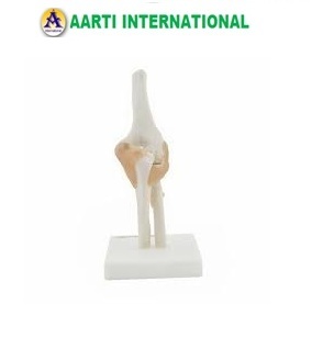 Elbow Joint Life Size Models - Ceramic, 10-20 Year Age Group , White Color Ideal for Science Labs