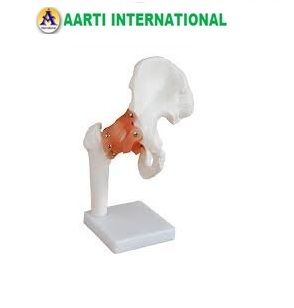 White Hip Joint Life Size Models