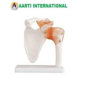 White Shoulder Joint Life Size Models