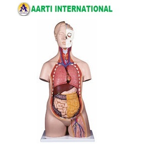 Skin Unisex Human Torso