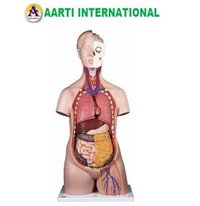 Skin Unisex Human Torso