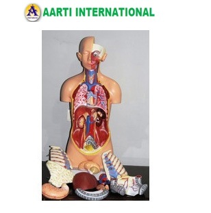 Skin Torso Model