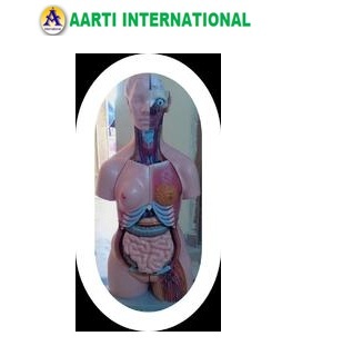 Skin Human Torso Model