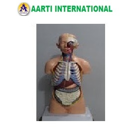 Torso Model - Plastic | Age 10-20 Years, Skin Color, Ideal for Art and Craft in Biology