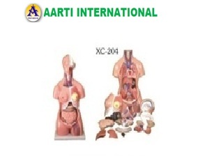 Unisex Torso 23 Parts - Plastic Age 10-20 Years | Skin Color Ideal for Biology Art and Craft
