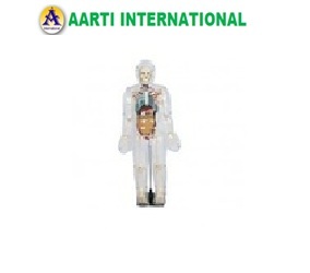 Skin Model Of Transparent Human (Tall 85 Cm )