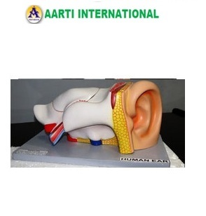 White And Skin Color Ear Model