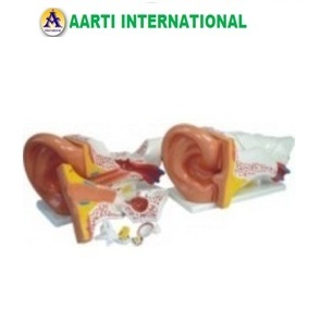 Skin Color Ear Model