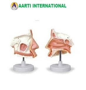 Model Of The Anatomical Nasal Cavity - Ceramic, White and Skin Color | Easy to Use, For Science Lab