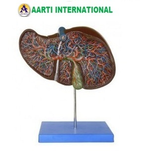 Liver Model - Ceramic, 10-20 Years Age, Brown Color | Crack Resistance, High Strength, Ideal for Science Lab
