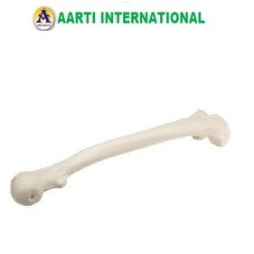 White Femur Bone
