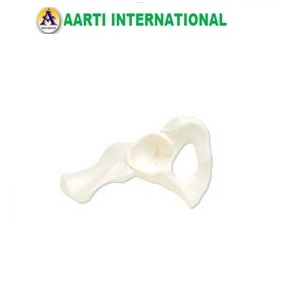 White Hip Bone
