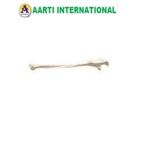White Ulna Bone